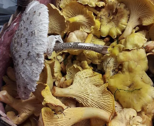 فندق Clemens وينتربرغ